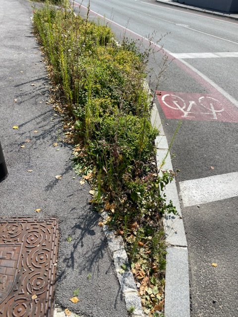 Vzdrževanje grmičastih nasadov - Meljska cesta