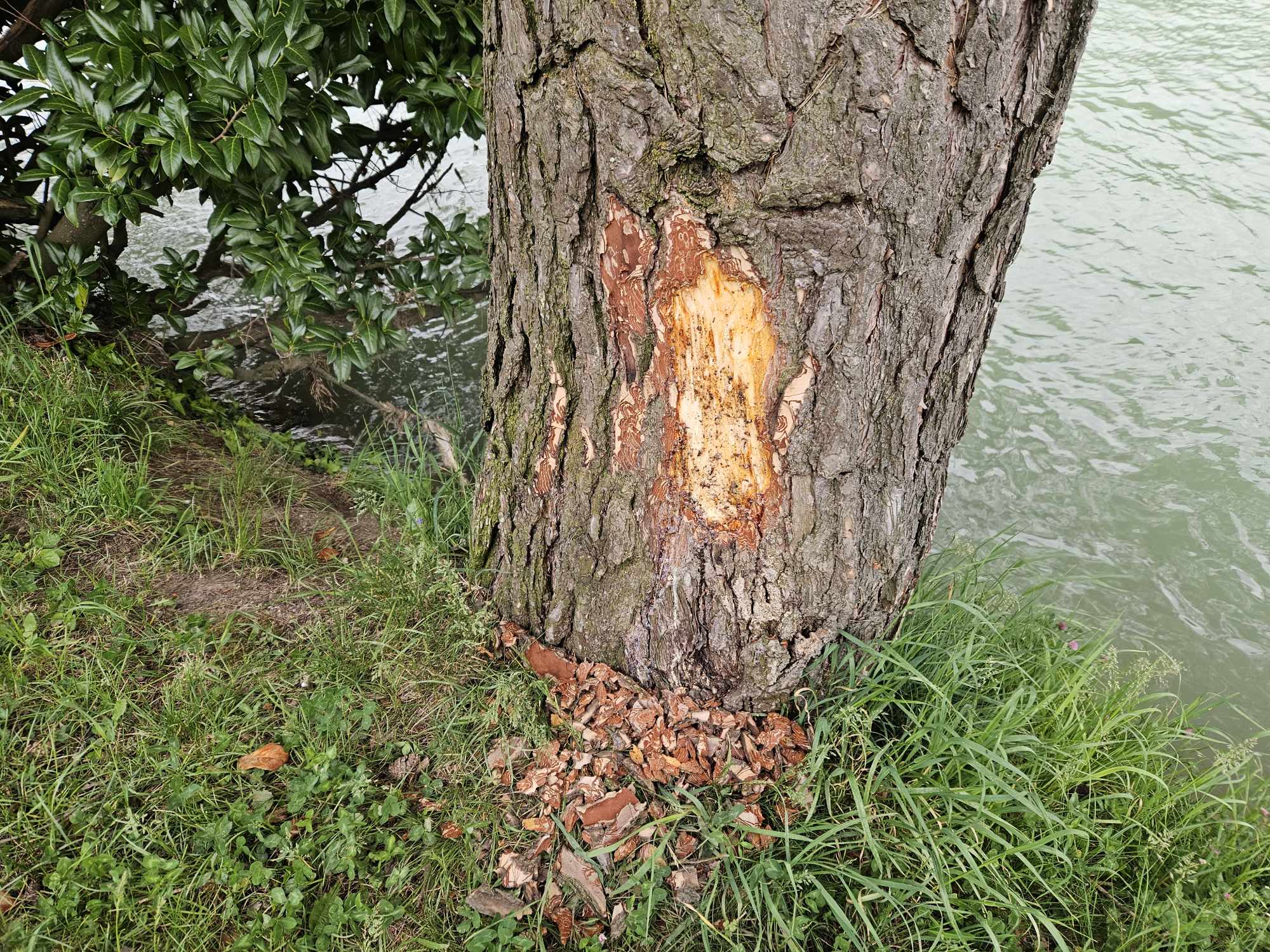 Od bobra načet borovec blizu Koroškega mosta