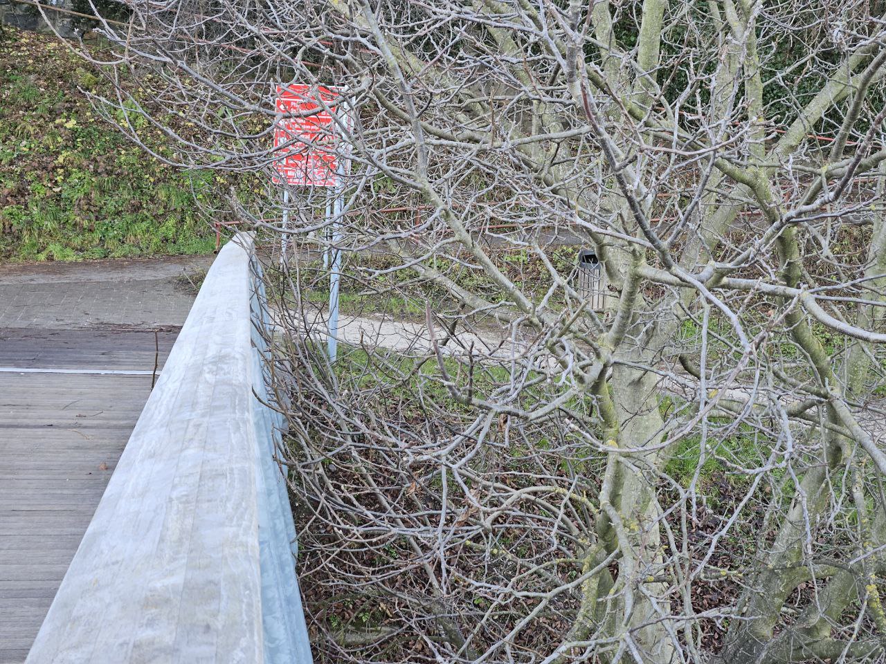 Obrezovanje kostanja ob Studenški brvi