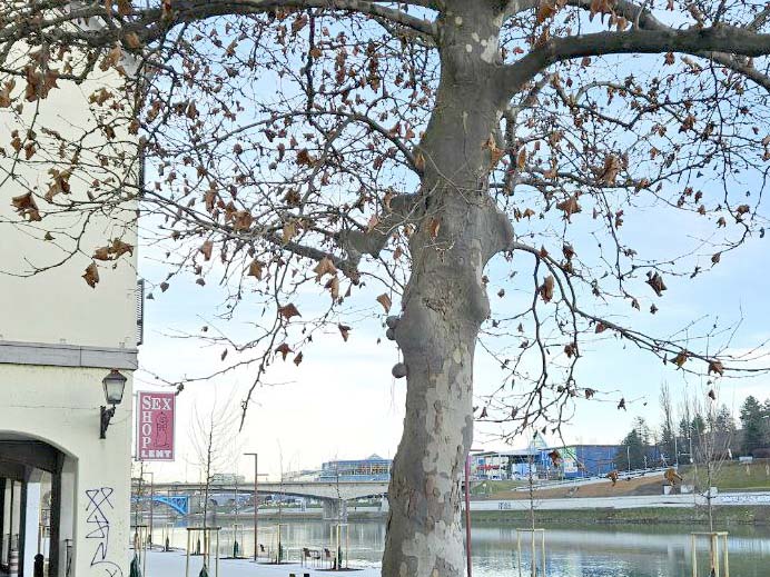 Žica okoli platane pod Starim mostom
