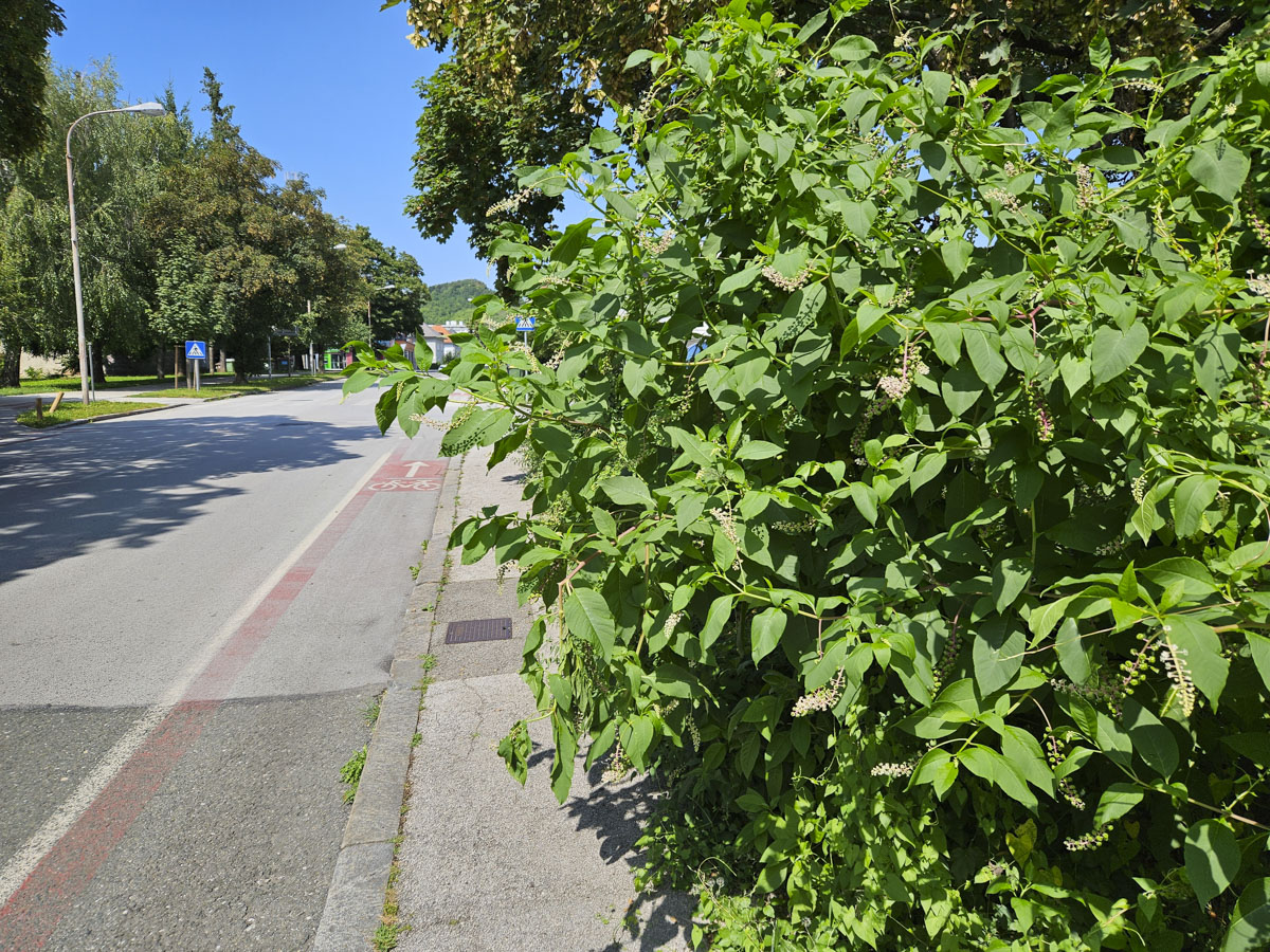 Zaraščen pločnik na vzhodu Turnerjeve ulice