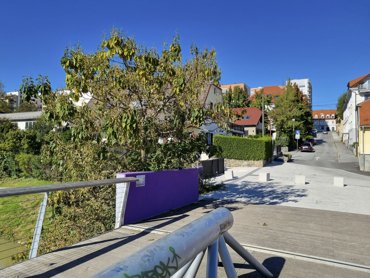 Invazivna pavlovnija ob Studenški brvi