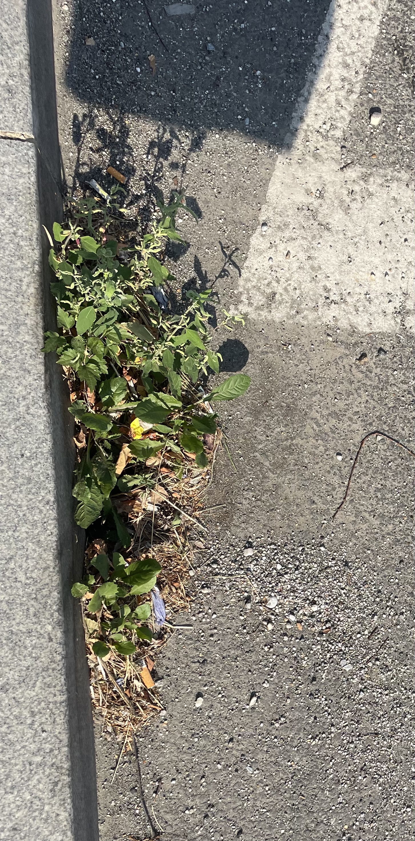 Zaraščeni odtoki v Melju