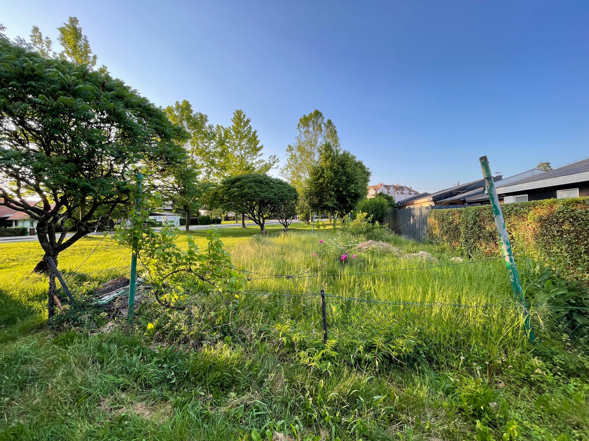 Ureditev parcele MOM ob Panonski ulici