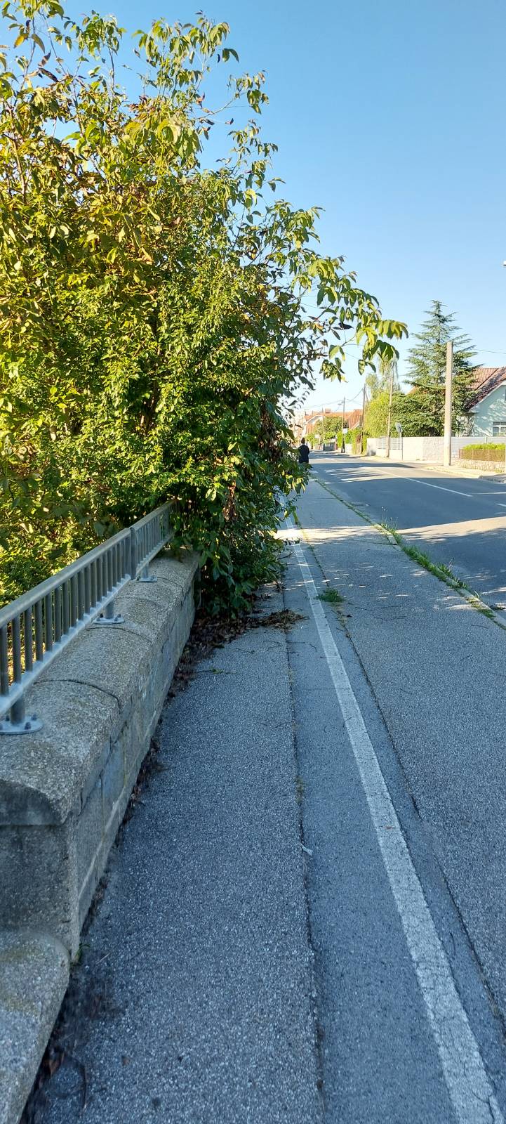 Zaraščenost pločnika na Radvanjski cesti